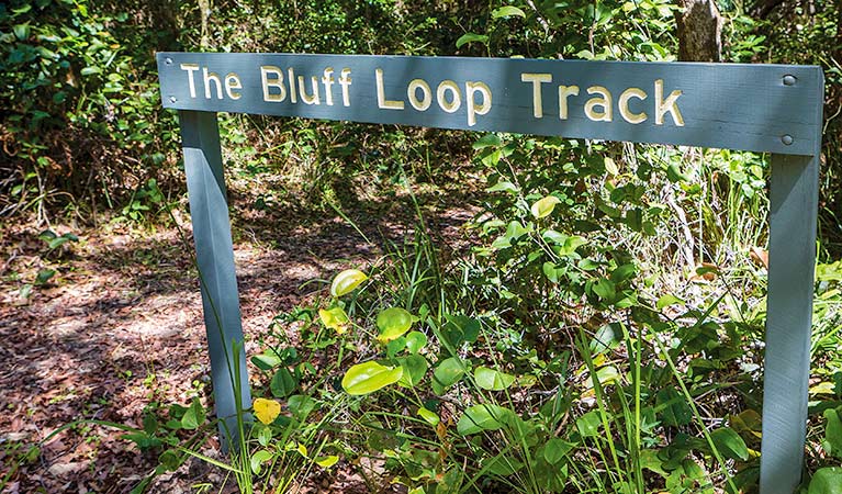 Bluff loop walking track, Bongil Bongil National Park. Photo: Rob Cleary