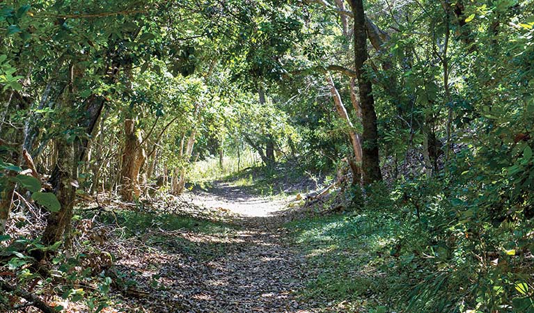 Bluff loop walking track, Bongil Bongil National Park. Photo &copy; Rob Cleary