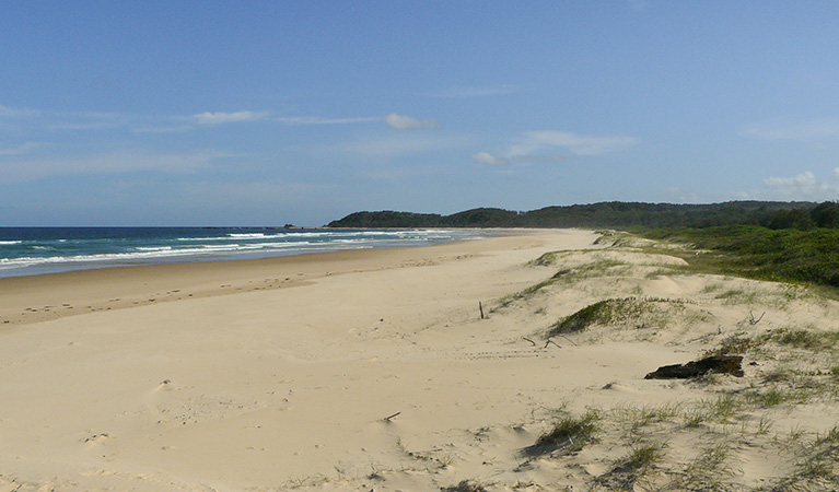 Bongil Beach, Bongil Bongil National Park. Photo: Barbara Webster