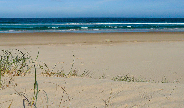 Bongil Beach, Bongil Bongil National Park. Photo: Barbara Webster