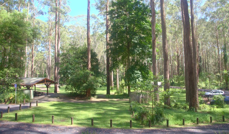 Bongil picnic area in Bongil Bongil National Park. Photo: Simon Grant &copy; DPE