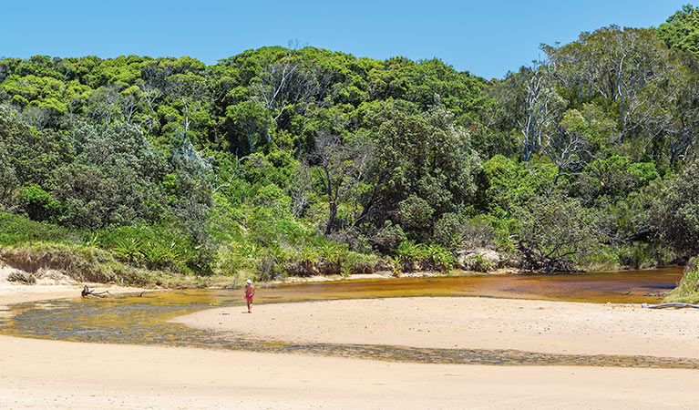 Bonville Creek, Bongil Bongil National Park. Photo: Rob Cleary