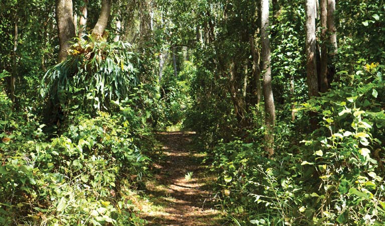 A walking track in the rainforest. Photo: Rob Cleary