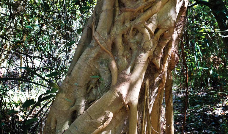 Bundageree Rainforest walk, Bongil Bongil National Park. Photo &copy; Rob Cleary