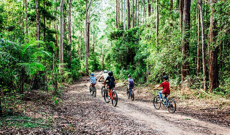 A group of 5 mountain bikers ride through lush forest on one of the Muurlay Baamgala cycle trails. Photo: Jay Black/DPIE