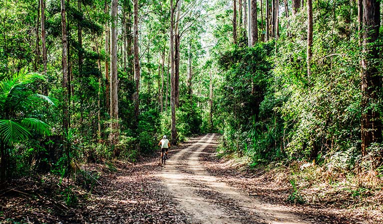 A man rides on a dirt trail through dense, green forest in Bongil Bongil National Park. Photo: Jay Black/DPIE