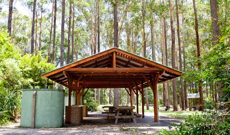 Bongil picnic area, Bongil Bongil National Park. Photo: Rob Cleary/OEH