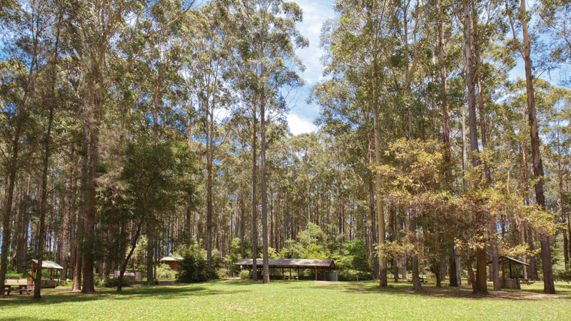 Picnic area, Bongil Bongil National Park. Photo: Rob Cleary