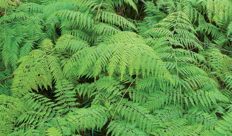 Ferns along Falls Lookout walk, Boonoo Boonoo National Park. Photo: Michael Van Ewijk &copy; DCCEEW