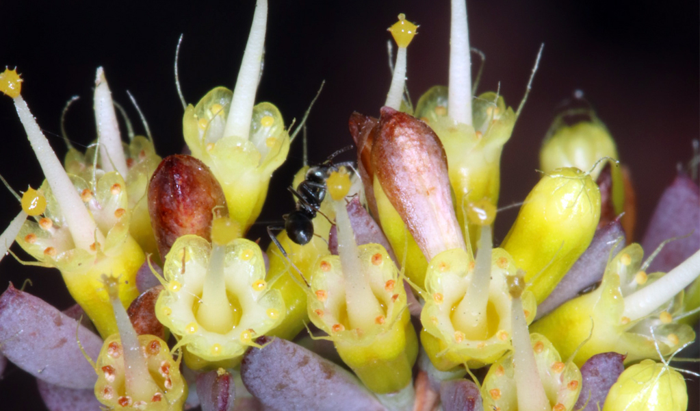 Crescent-leaved homoranthus plant and flowers, Boonoo Boonoo National Park. Photo: Gavin Phillips, DCCEEW