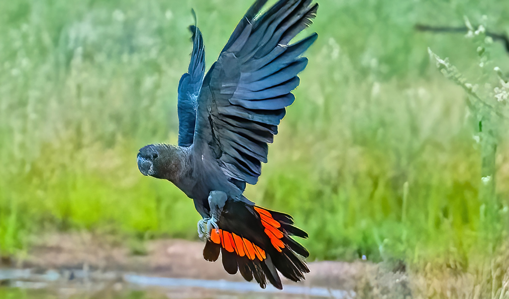 Glossy black-cockatoos can sometimes be seen feeding on casuarina trees along Rockpools View walk in Boonoo Boonoo National Park near Tenterfield. Photo: Jake Hansen, &copy; DCCEEW