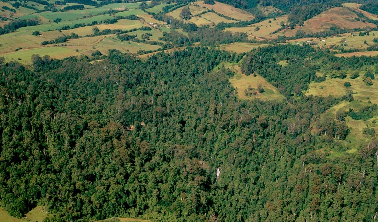 Comboyne Plateau, Boorganna Nature Reserve. Photo: K Bayer