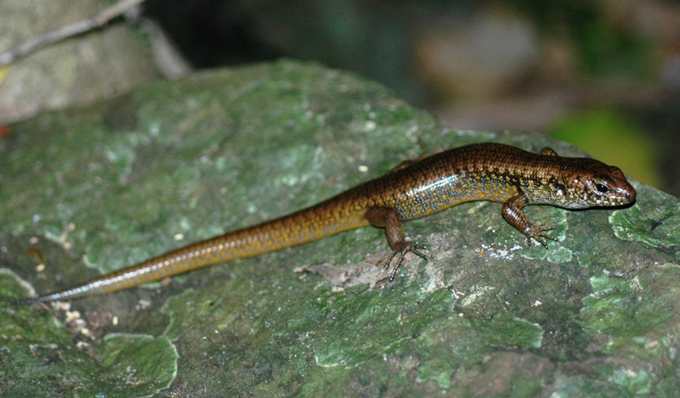 Boorganna Nature Reserve, eulamprus. Photo: Damien Cook