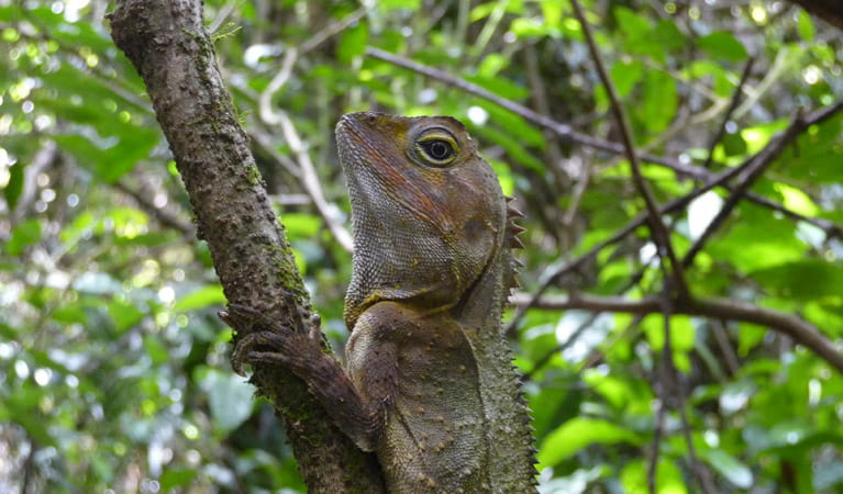 Boorganna Nature Reserve, southern angle headed dragon. Photo: B Webster