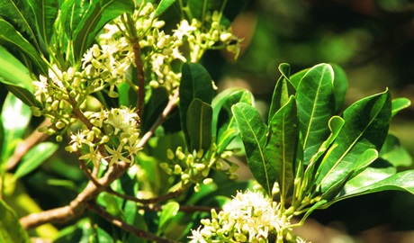 Boorganna Nature Reserve. Photo: NSW Government