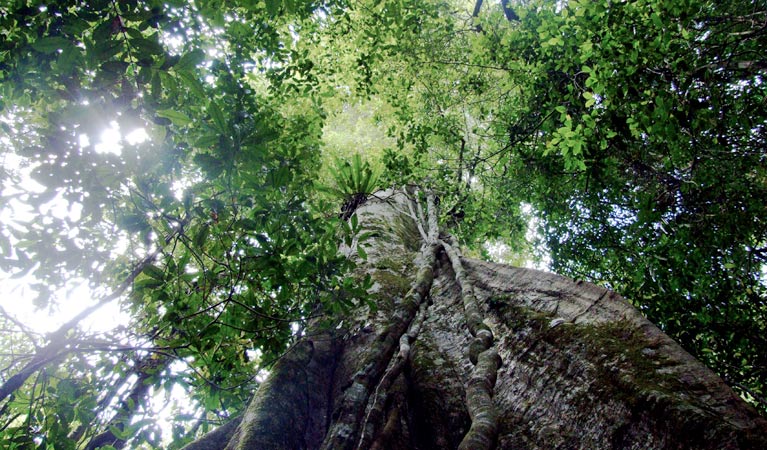 Boorganna Nature Reserve, rainforest canopy . Photo &copy; Louise Feltus