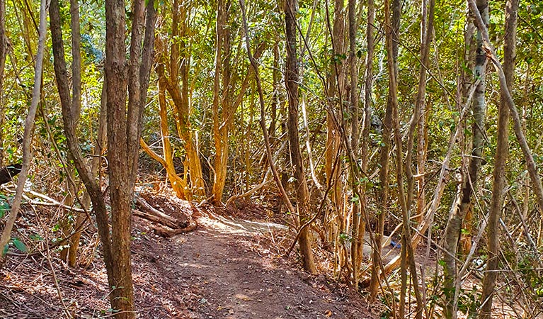 View of recovering littoral rainforest along McBrides Beach walking track in Booti Booti National Park. Photo; Brett Cann