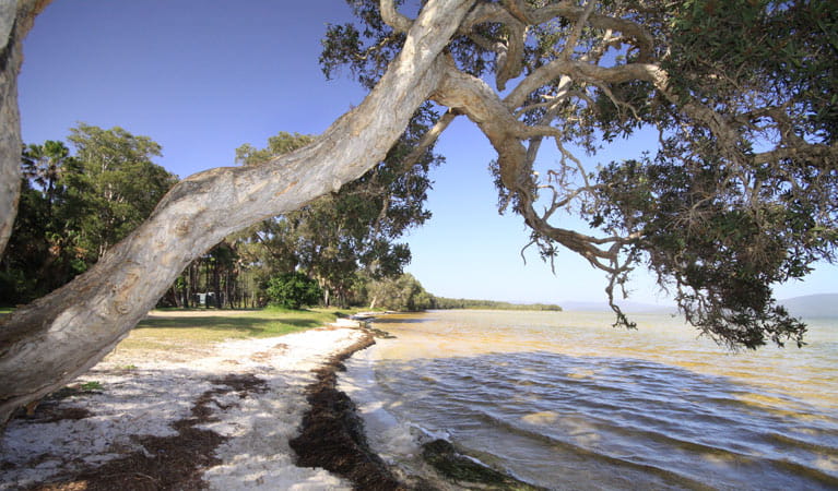 A tree hangs over the foreshore of Wallis Lake at Sailing Club picnic area, Booti Booti National Park. Photo: OEH
