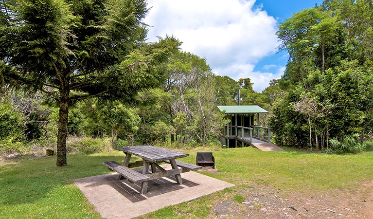 Picnic table at Antarctic Beech picnic area, Border Ranges National Park. Photo credit: John Spencer &DPIE