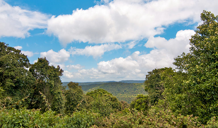 Northern views from Antarctic Beech picnic area, Border Ranges National Park. Photo credit: John Spencer &copy; DPIE