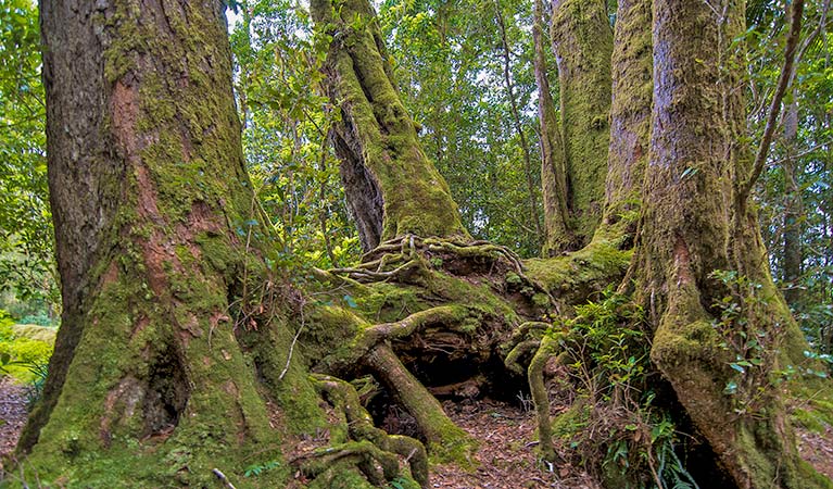 Moss-covered trees near Antarctic Beech picnic area, Border Ranges National Park. Photo credit: John Spencer &copy; DPIE