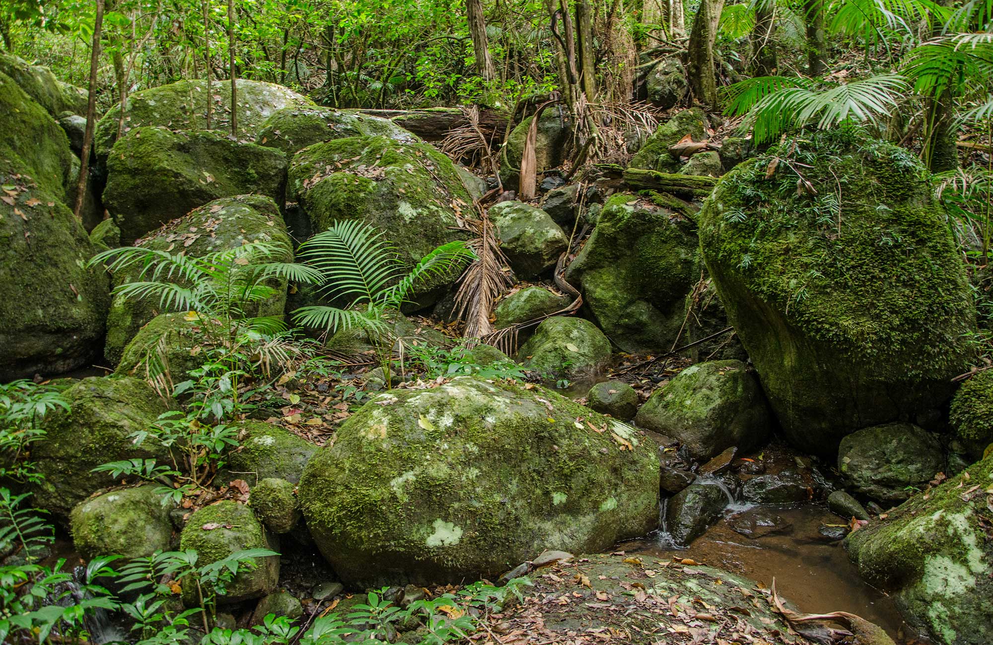 Mossy grows on rocks in rainforest, Border Ranges National Park. Photo credit: John Spencer &copy; DPIE
