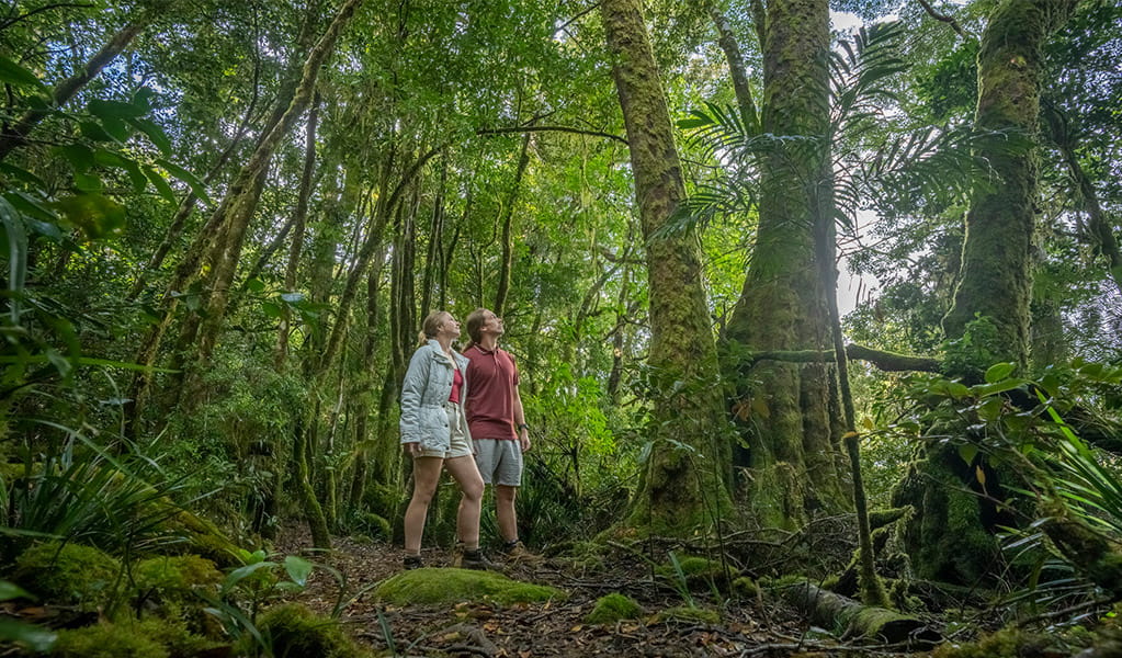 2 people admiring the rainforest that surrounds the track on Bar Mountain circuit walk in Border Ranges National Park. Credit: John Spencer &copy; DPE
