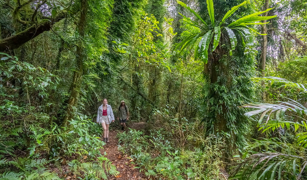 2 bushwalkers surrounded by lush rainforest greenery on the Bar Mountain circuit walk in Border Ranges National Park. Credit: John Spencer &copy; DPE