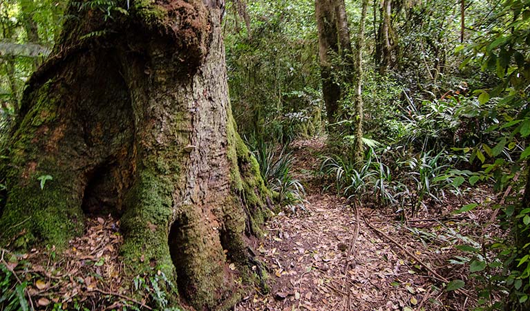 Rainforest along Bar Mountain circuit, Border Ranges National Park. Photo credit:  John Spencer &copy; DPIE