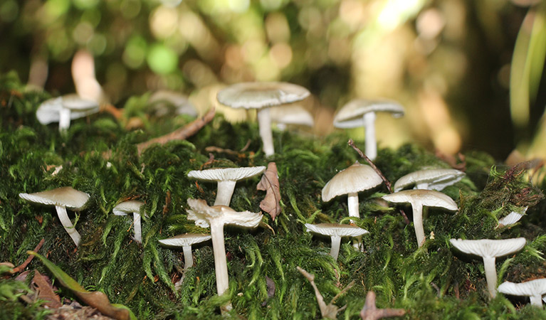 Close up of browny-white fungi on a mossy log, along Bar Mountain circuit in Border Ranges National Park. Photo: Jessica Stokes &copy; DPE