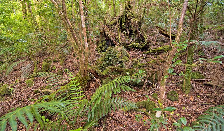 Rainforest undergrowth near Bar Mountain lookout, Border Ranges National Park. Photo credit: John Spencer &copy; DPIE