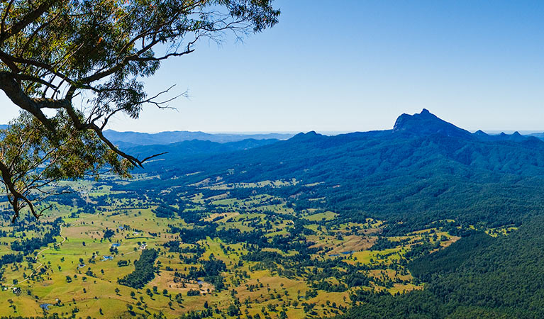 Blackbutt lookout picnic area, Border Ranges National Park. Photo: Stephen King/OEH