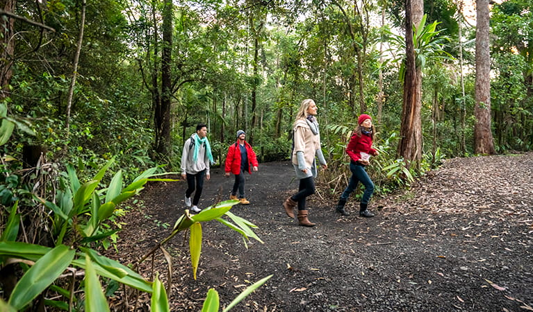 Four people on Booyong walking track near Sheepstation Creek campground, Border Ranges National Park. Photo credit: John Spencer &copy; DPIE