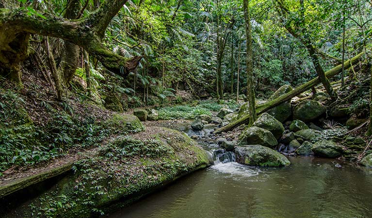 Rainforest creek along Booyong walking track, Border Ranges National Park. Photo credit: John Spencer &copy; DPIE