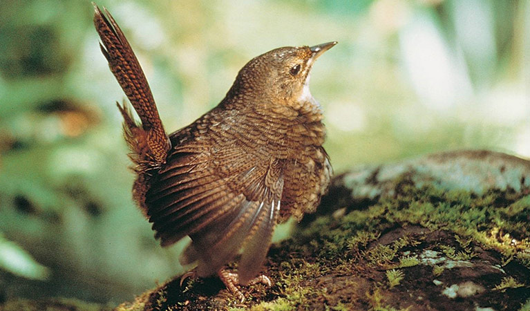 Close up of a rufous scrub-bird. Photo credit: Glen Trelfo &copy; Glen Trelfo