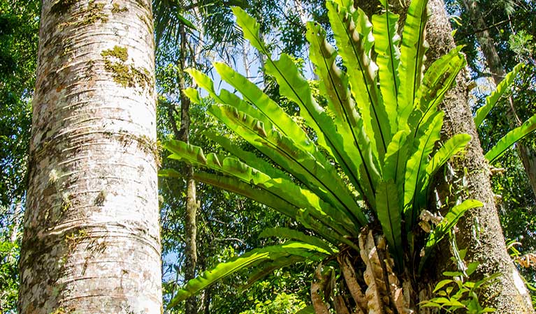 A birds nest fern grows on a tree, Border Ranges National Park. Photo credit: John Spencer &copy; DPIE