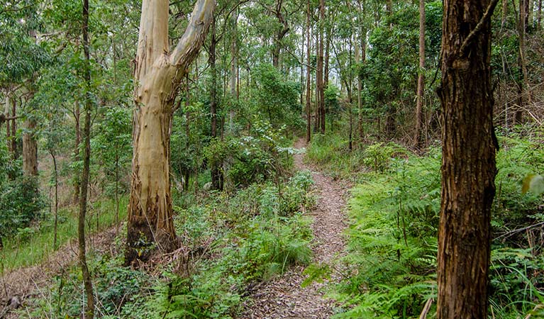 Border Loop walking track heads through rainforest in Border Ranges National Park. Photo credit: John Spencer &copy; DPIE