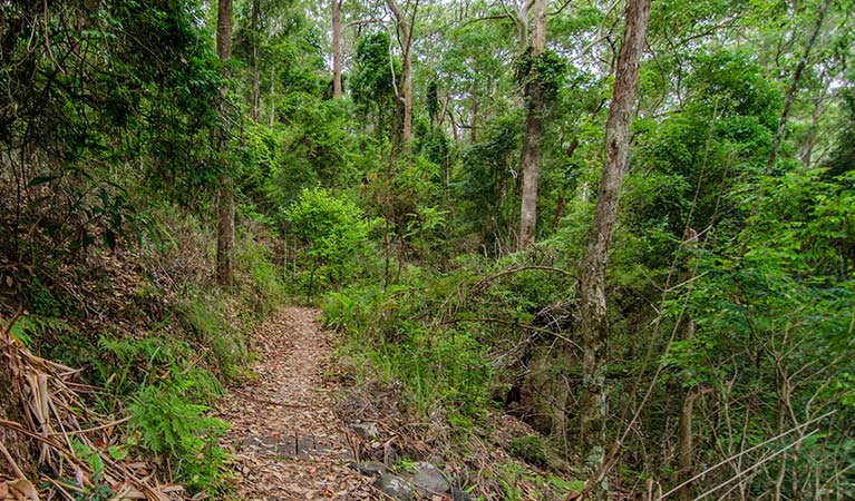 Border Loop walking track heads through rainforest in Border Ranges National Park. Photo credit: John Spencer &copy; DPIE