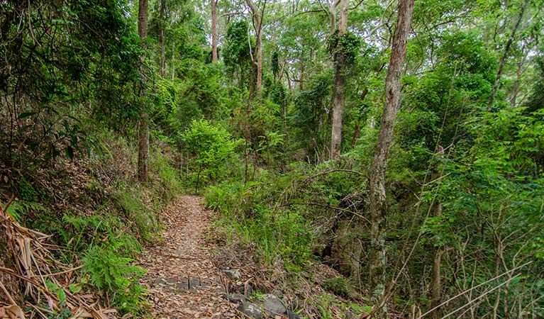 Border Loop walking track heads through rainforest in Border Ranges National Park. Photo credit: John Spencer &copy; DPIE