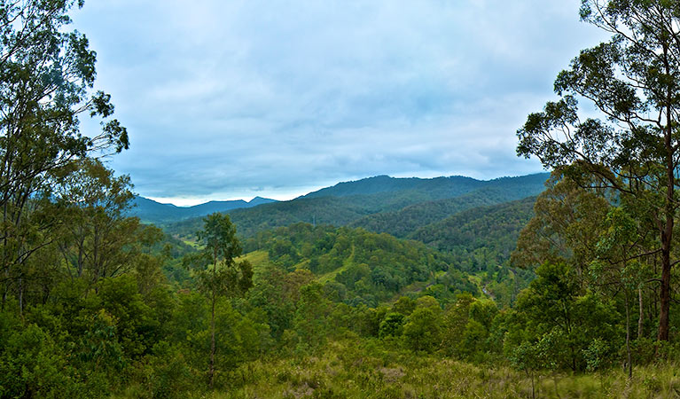 Views over Gradys Creek valley along Border Loop walk in Border Ranges National Park. Photo credit: John Spencer &copy; DPIE