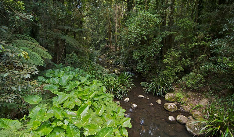 Brindle Creek picnic area, Border Ranges National Park. Photo credit: John Spencer &copy; DPIE