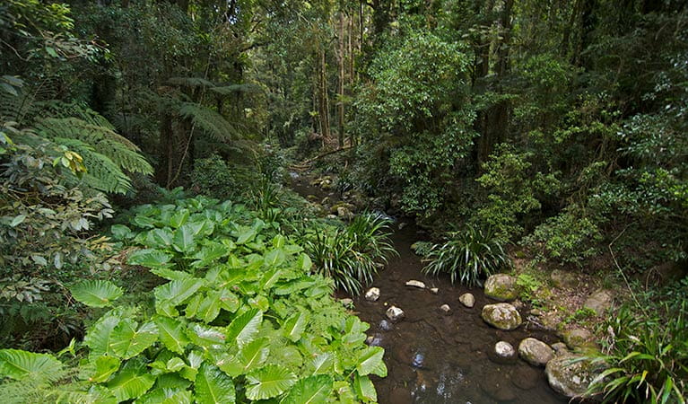 Brindle Creek runs through rainforest in Border Ranges National Park. Photo credit: John Spencer &copy; DPIE