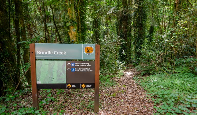 Sign at start of Brindle Creek walking track, Border Ranges National Park. Photo credit: John Spencer &copy; DPIE