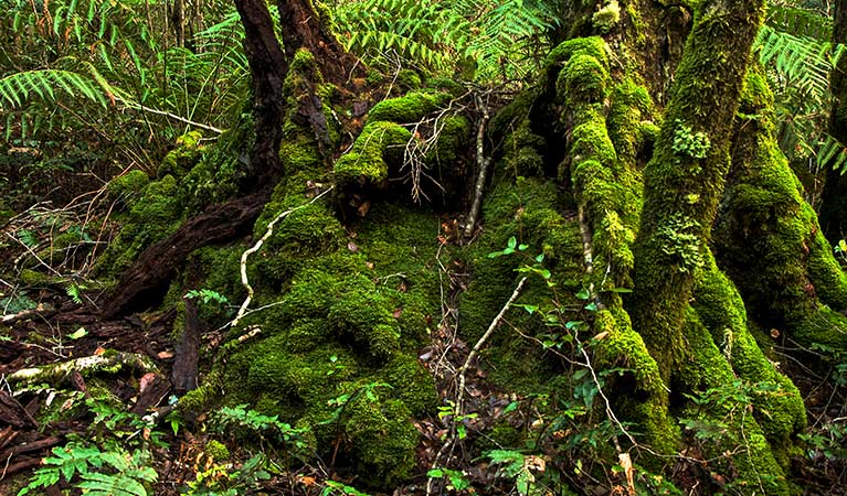 Moss covered stump. Photo credit: John Spencer &copy; DPIE