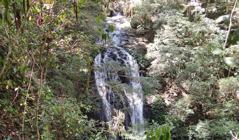 Brushbox Falls waterfall seen from Brushbox Falls lookout, Border Ranges National Park. Photo credit: Stephen King &copy; Stephen King