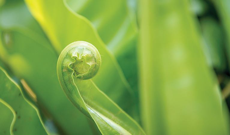 Close up of birds nest fern frond, Border Ranges National Park. Photo credit: John Spencer &copy; DPIE