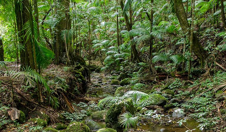 Rainforest scenery along Palm Forest walk to Brushbox Falls, Border Ranges National Park. Photo credit: John Spencer &copy; DPIE