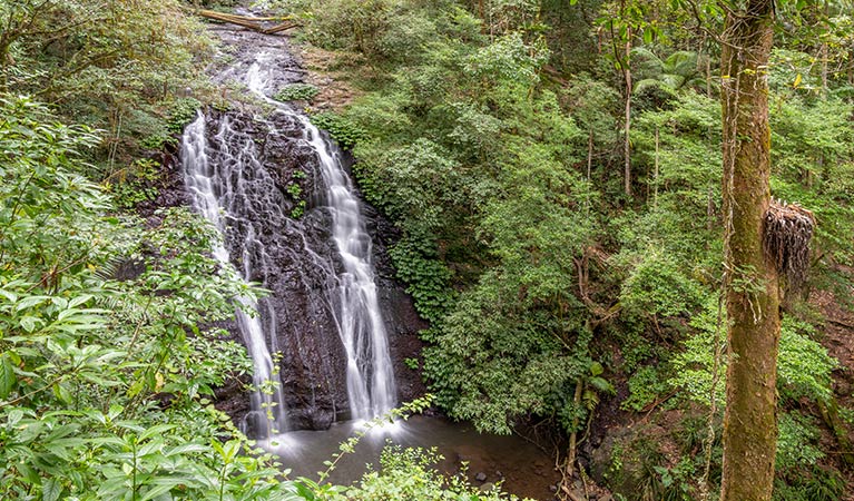 Brushbox Falls waterfall trickles down a rock face into a pool surrounded by rainforest, Border Ranges National Park. Photo: John Spencer &copy; DPE