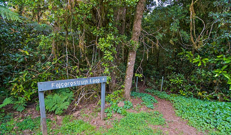 Sign at start of Falcorostrum loop walking track, in Border Ranges National Park. Photo credit: John Spencer &copy; DPIE