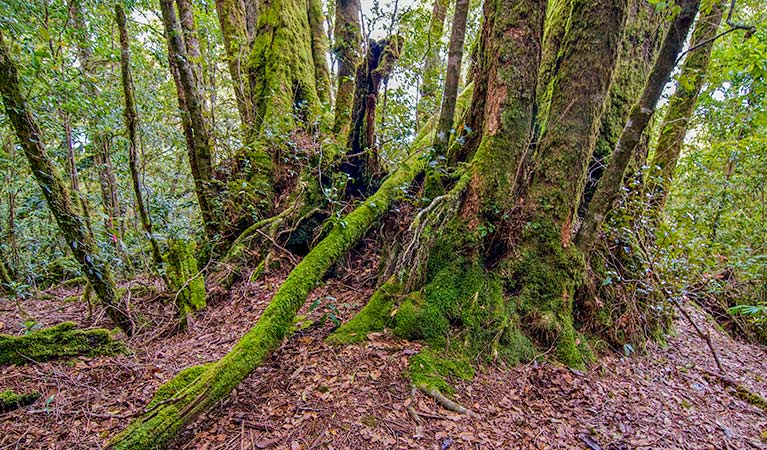 Antarctic beech trees along Falcorostrum loop walking track, Border Ranges National Park. Photo credit: John Spencer &copy; DPIE